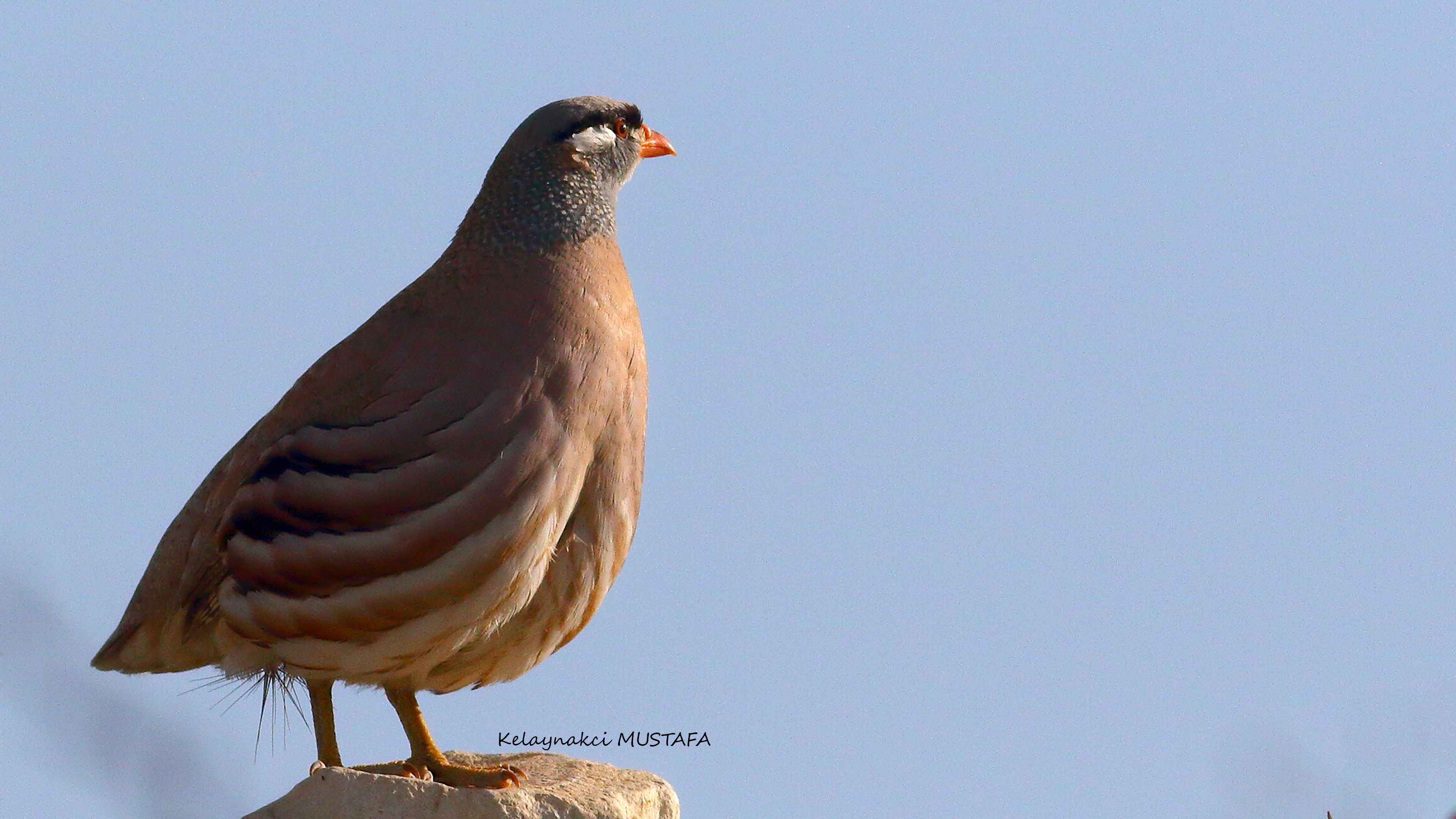 See-see Partridge